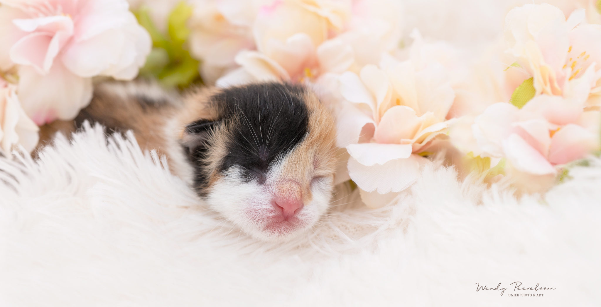 Wiep_DSC3909-web2 new born kitten fotoshoot