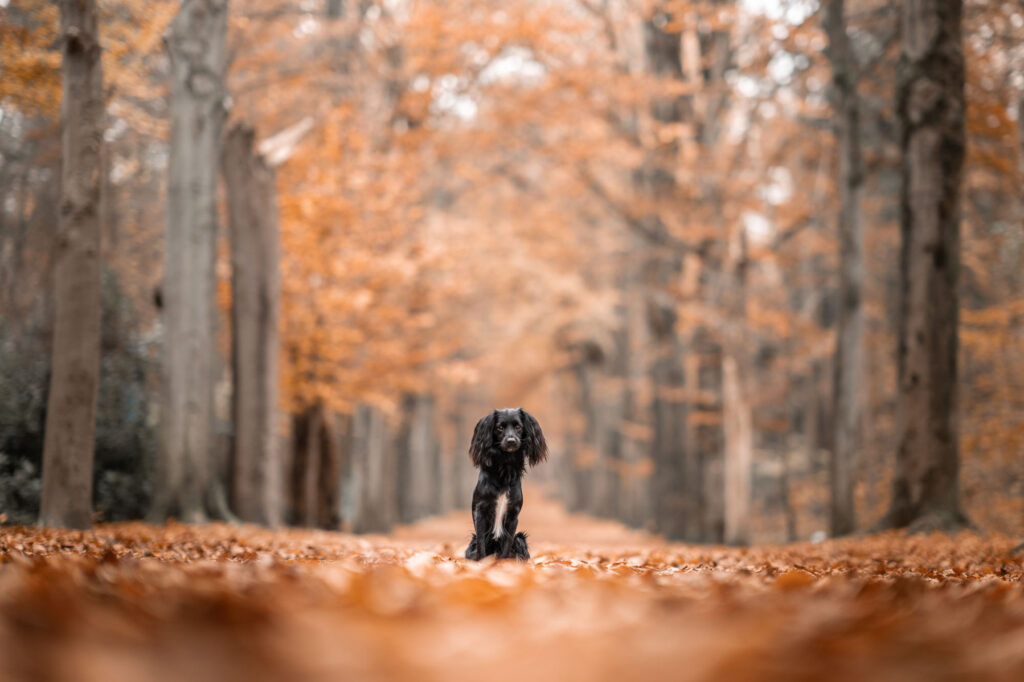 hondenfotoshoot in bergen op zoom