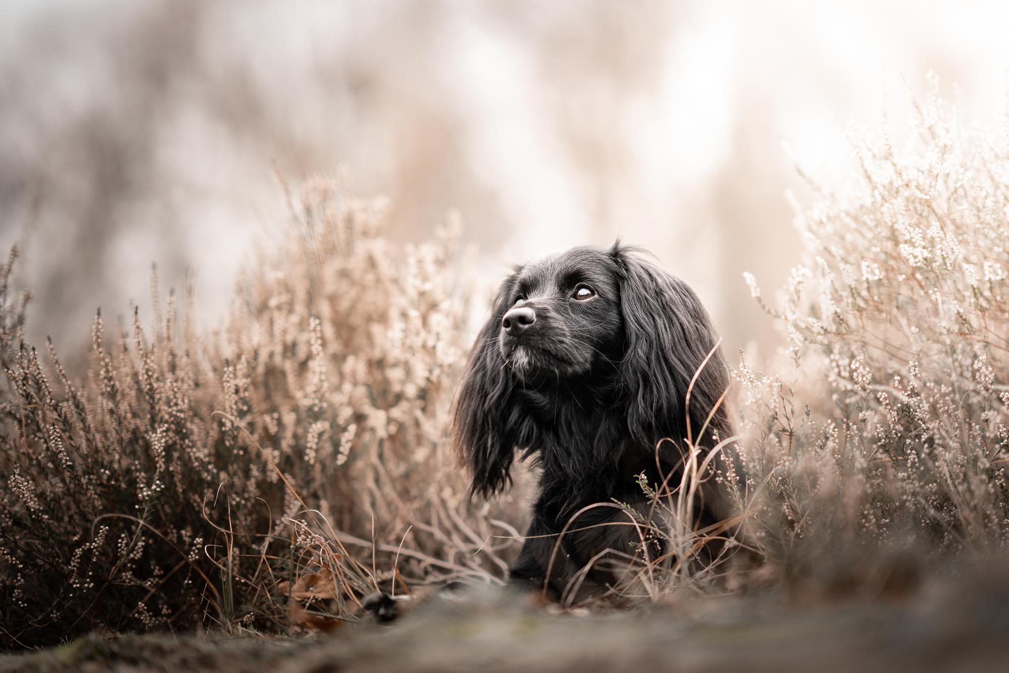 hondenfotoshoot in bergen op zoom
Blog: goedkope fotoshoot is duurkoop