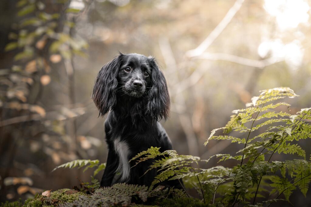 hondenfotoshoot in bergen op zoom