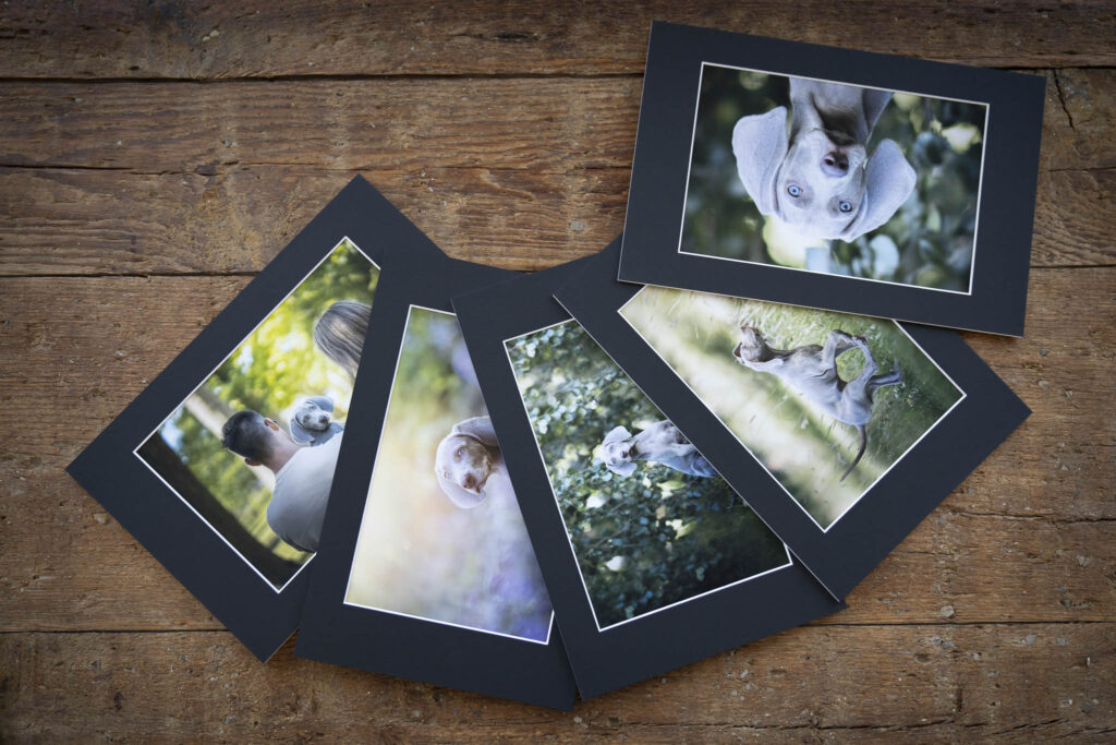 Foliobox puppy fotoshoot met drukke pup in brabant