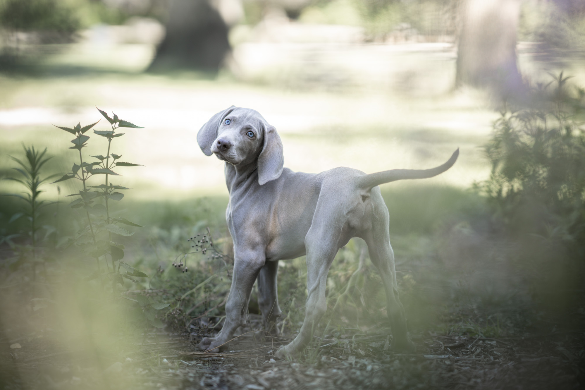 weimeraner puppy fotoshoot drukke pup dierenfotograaf Bergen op Zoom, Goes, Zeeland, West-Brabantpuppy fotoshoot dierenfotograaf Bergen op Zoom, Goes, Zeeland, West-Brabant