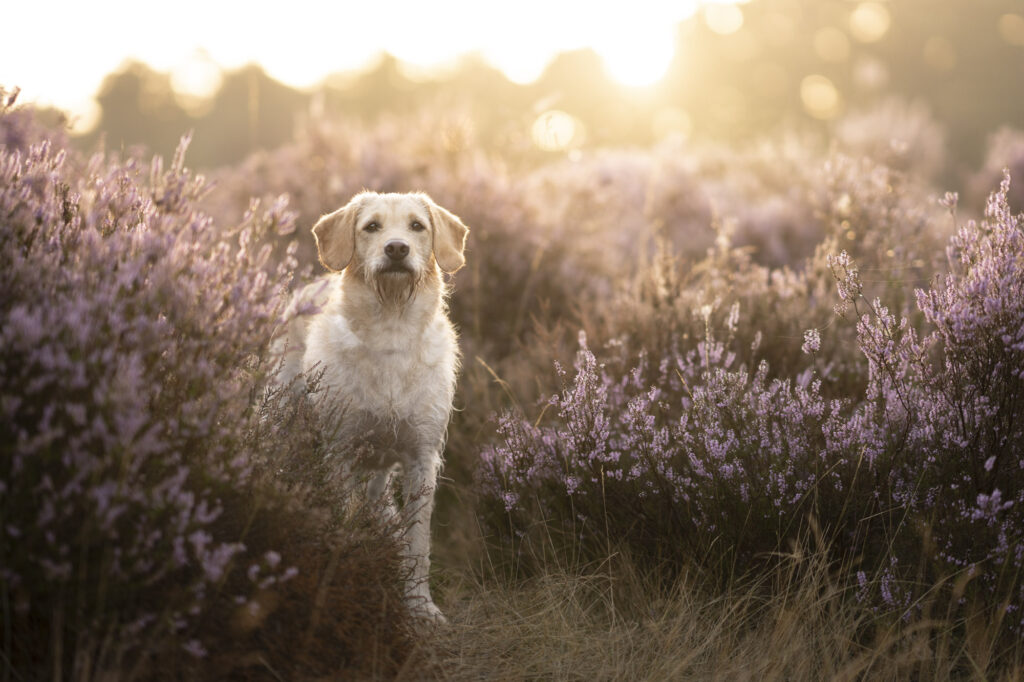 Honden fotograferen op de heide bij het gouden uur