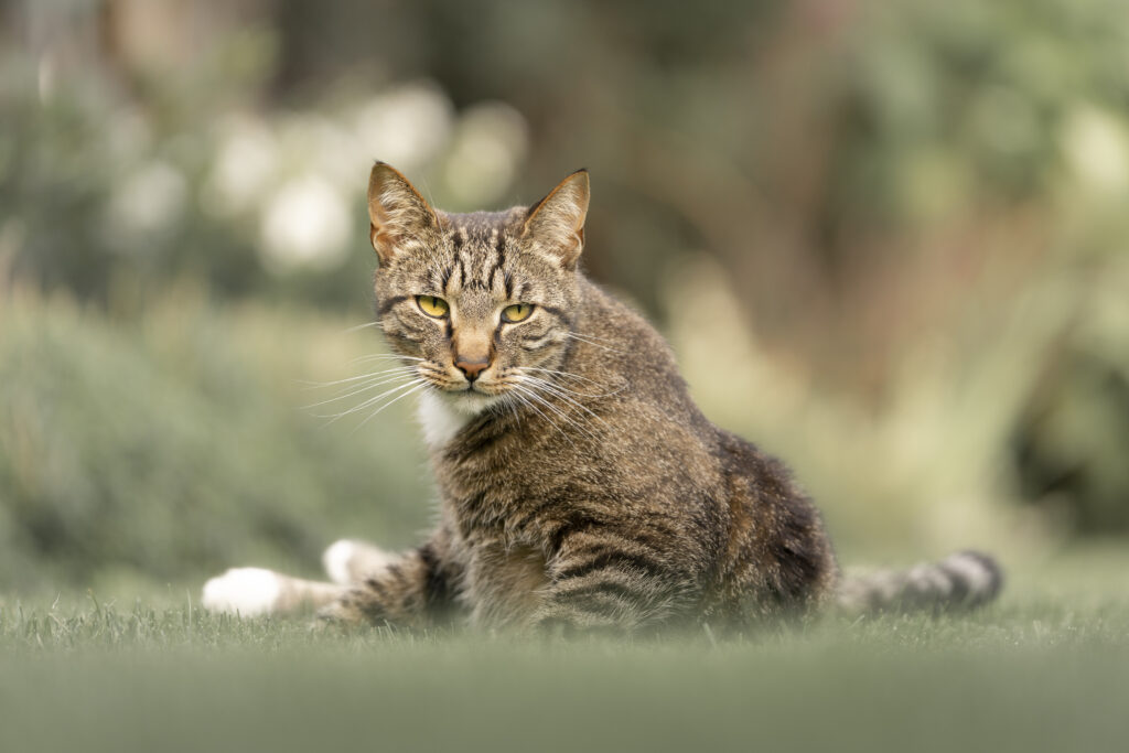 Afscheid nemen van je dier