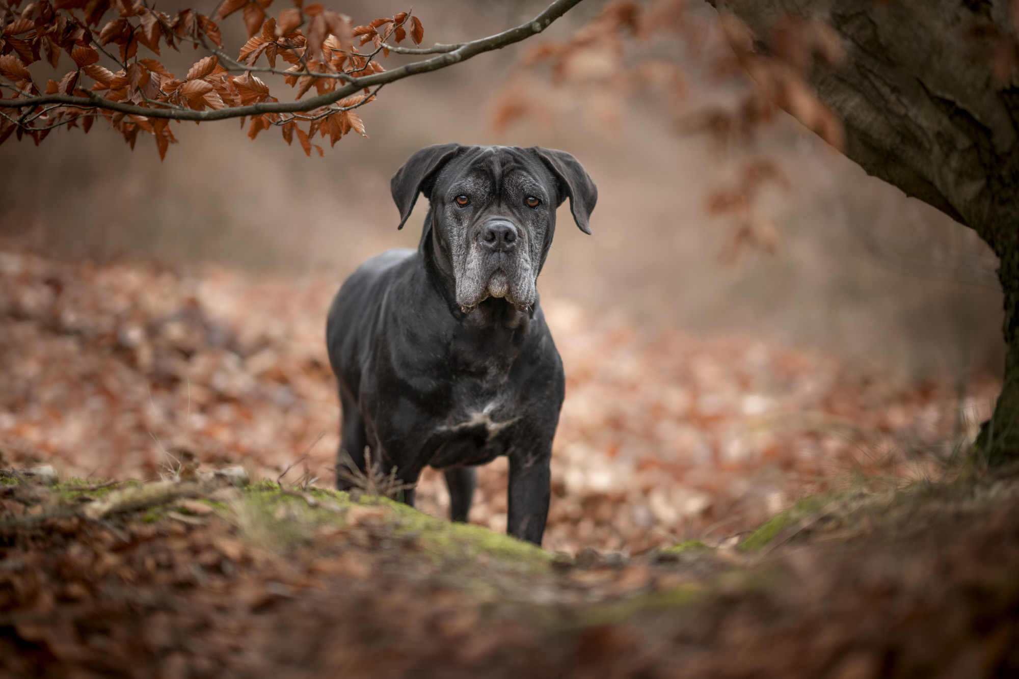 Hondenfotografie zeeland en westbrabant van een cane corso