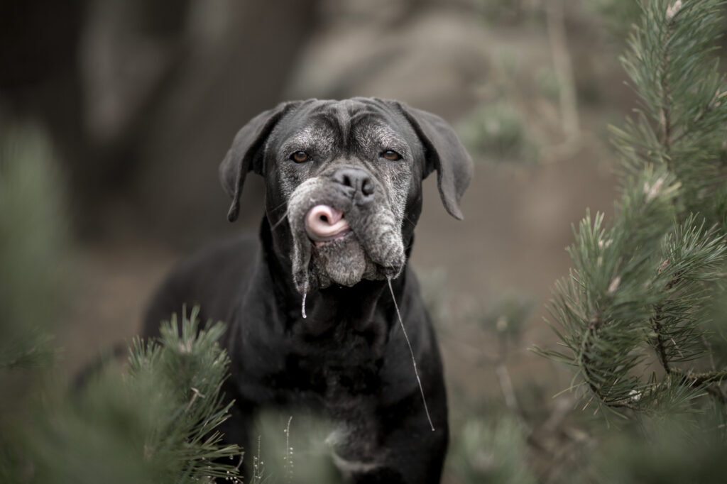 Hondenfotografie zeeland en westbrabant van een cane corso