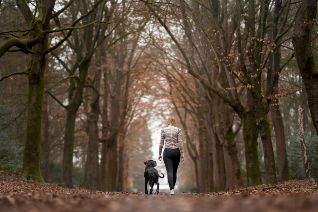 Honden afscheidsfotograaf Zeeland en West-Brabant. Afscheidsfotoshoot Hond Cane Corso.