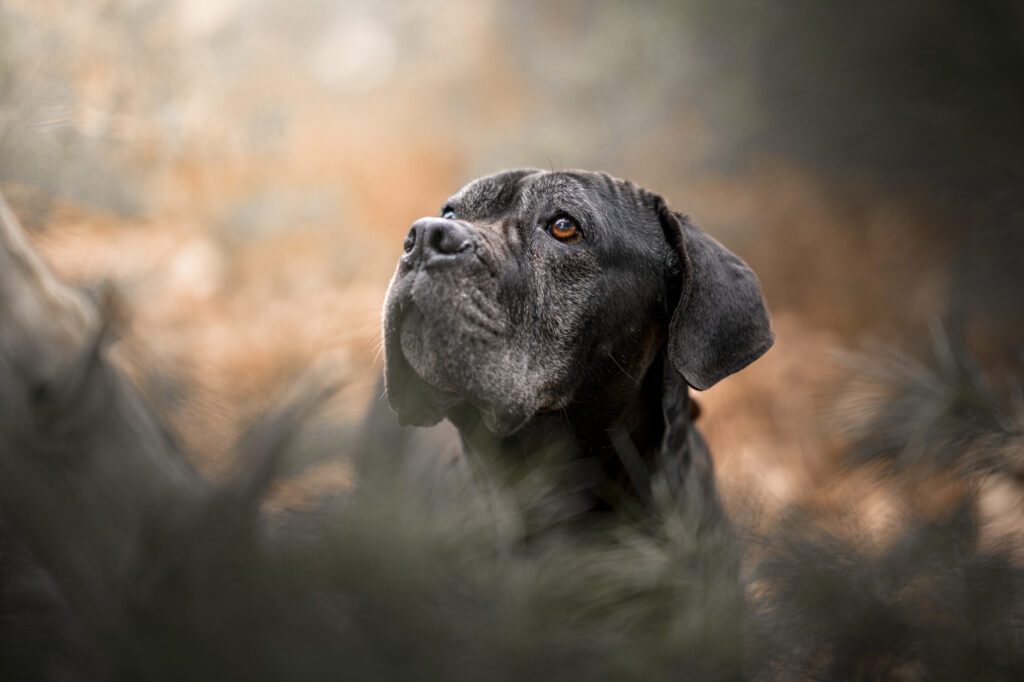 Honden afscheidsfotograaf Zeeland en West-Brabant. Afscheidsfotoshoot Hond Cane Corso.