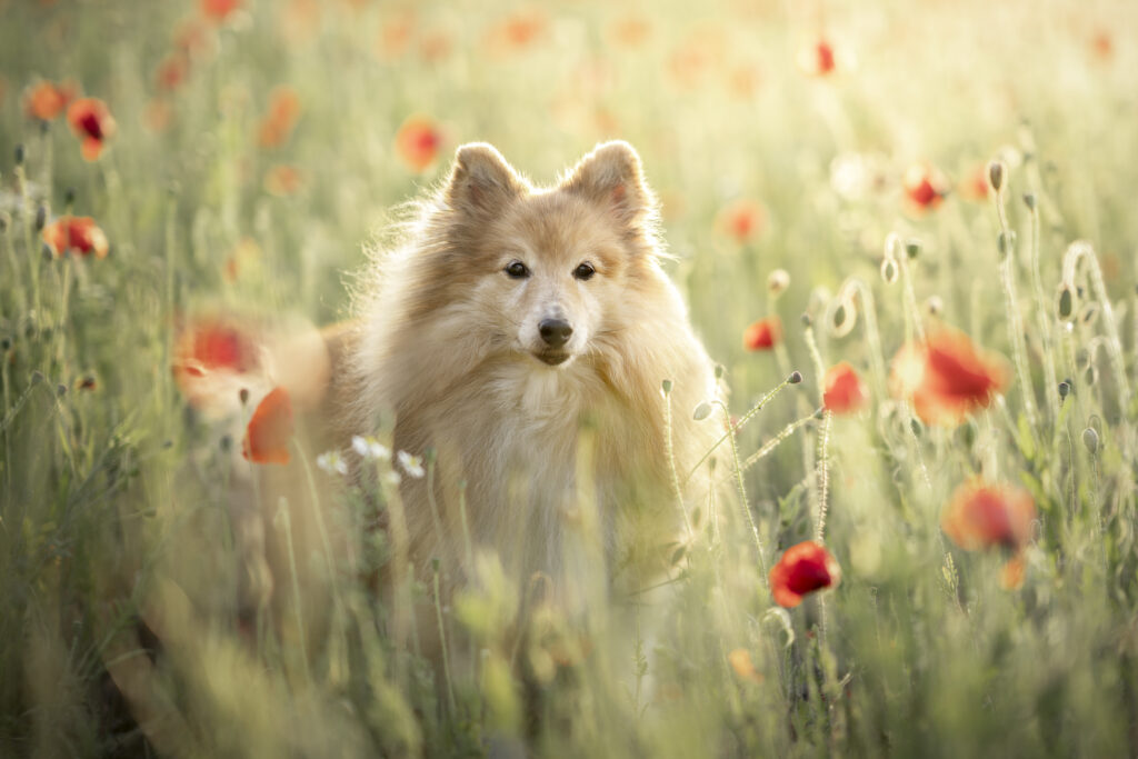 Dierenfotograaf Zeeland en West-Brabant foto van Sheltie in klaproosveld