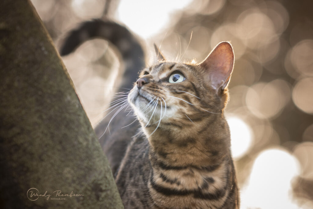 Kattanfotografie in Zeeland en Brabant