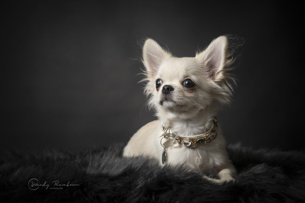 Studio fotoshoot met je hond in Brabant