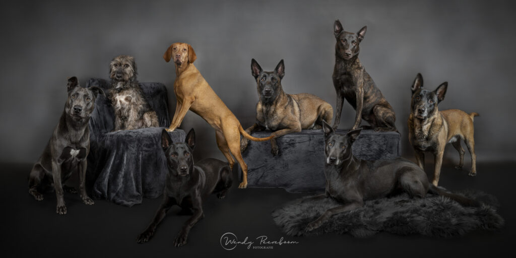 studio fotoshoot groepsportret hondenfotografie in Zeeland