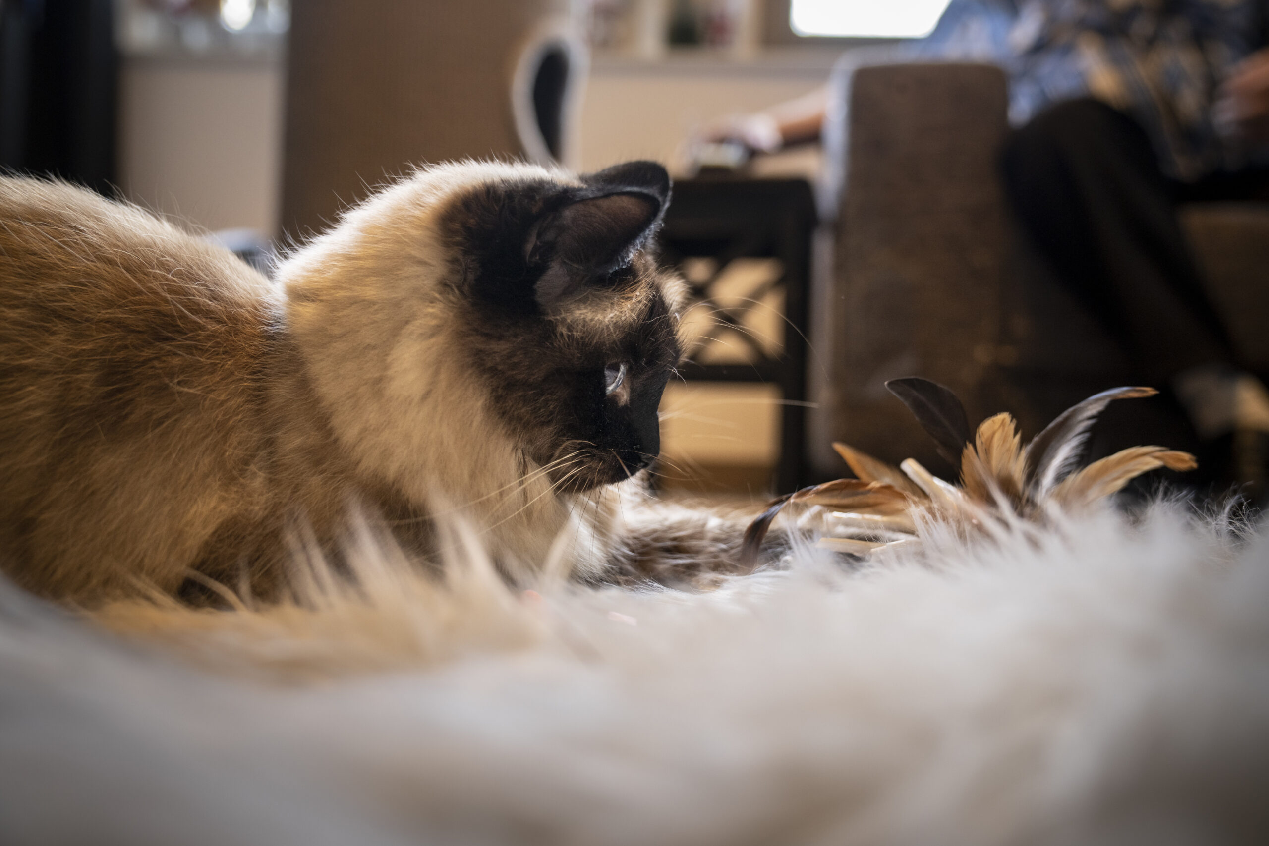 dierenfotoshoot als cadeau voor jubileum