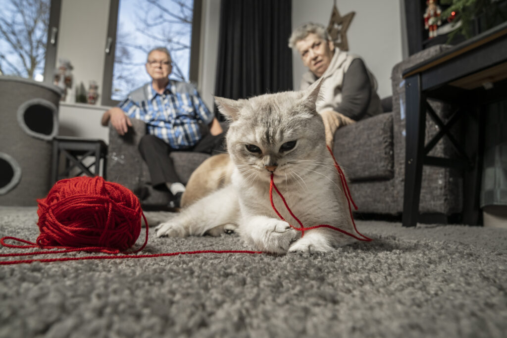 Reportage fotoshoot katten voor jubileum dieren fotoshoot als cadeau