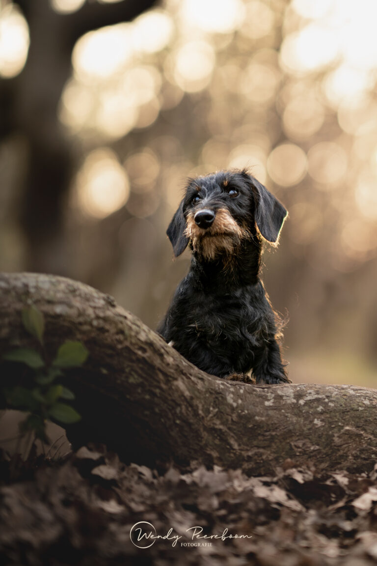 Danielle Verhage - van Leeuwen