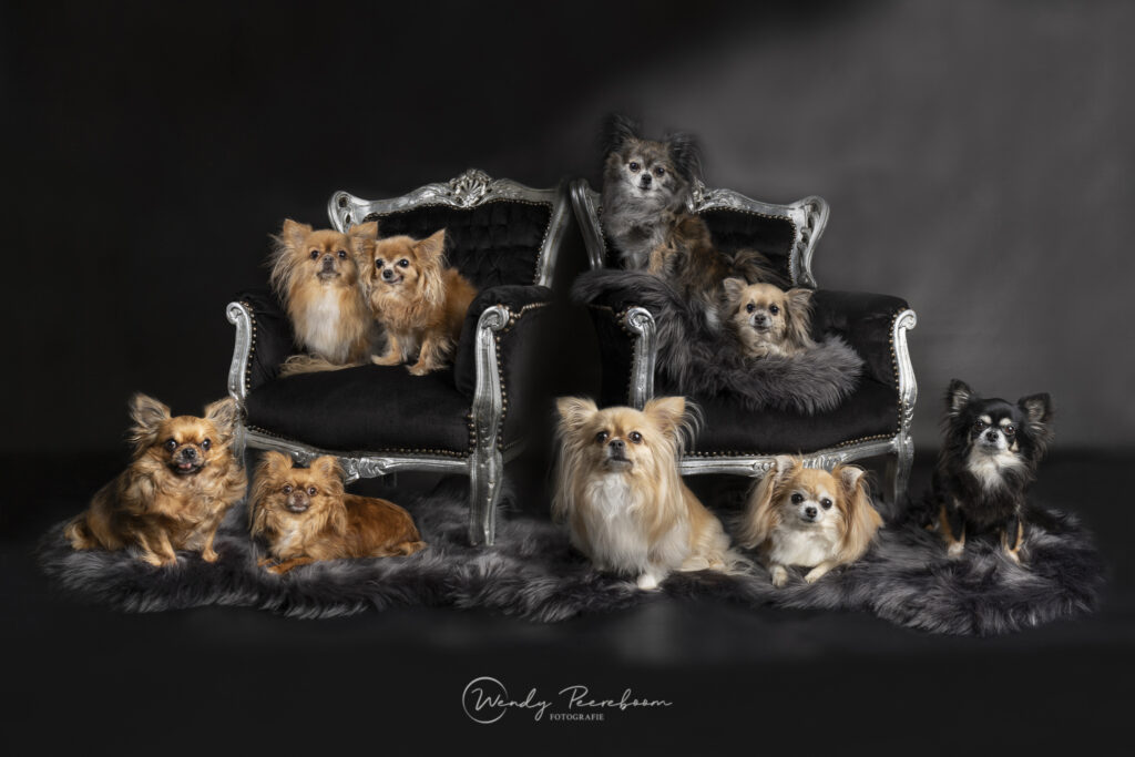 studio fotoshoot groepsportret hondenfotografie in Zeeland
