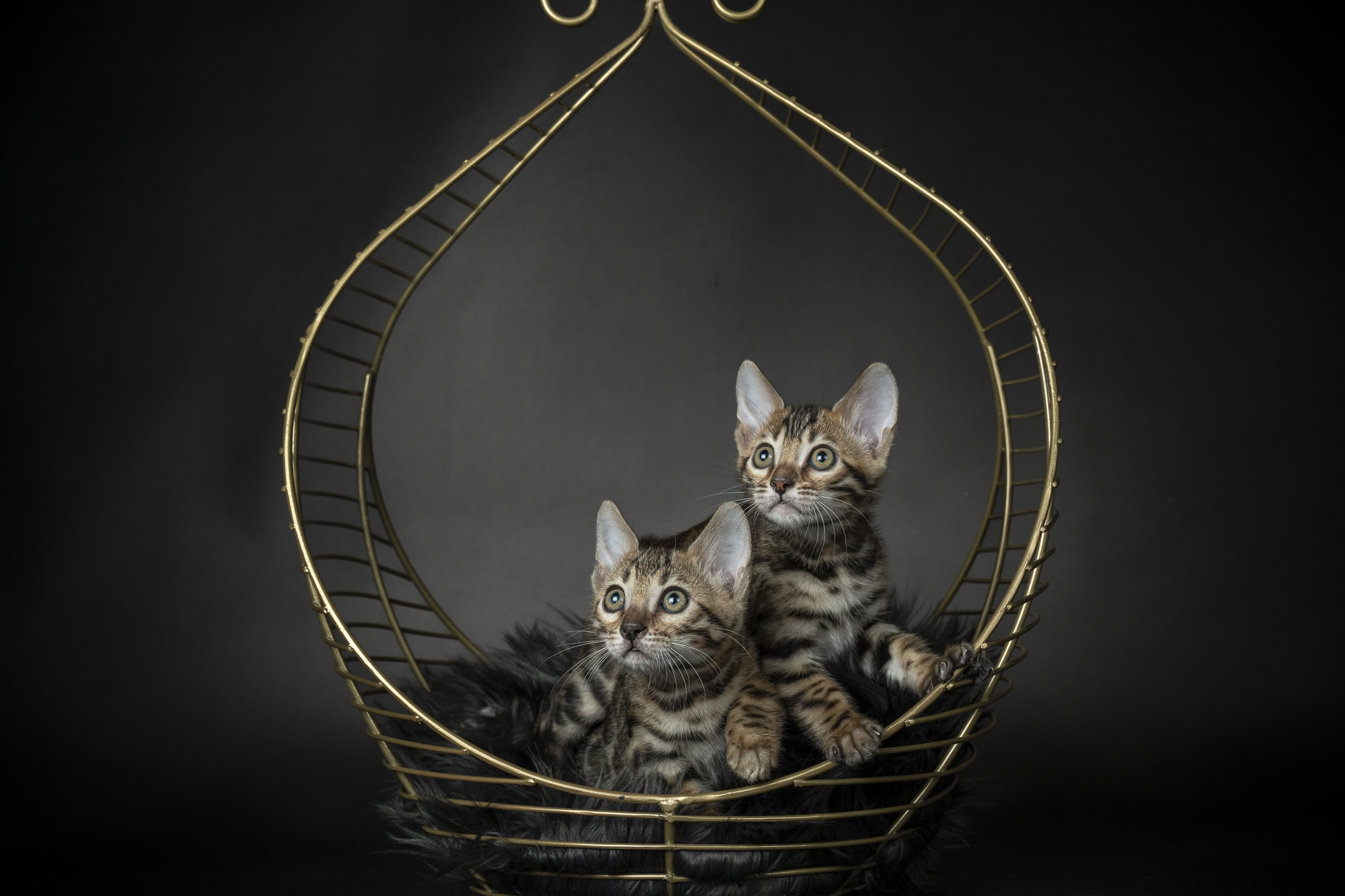 Speelse Bengalen kitten kijkt nieuwsgierig naar de camera tijdens fotoshoot in Zeeland.