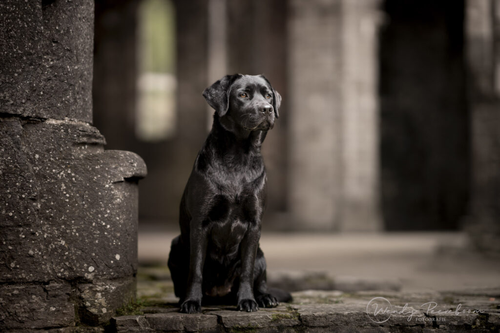 stadsfotografie honden in de winter. Hondenfotoshoot brabant en zeeland in urban locaties