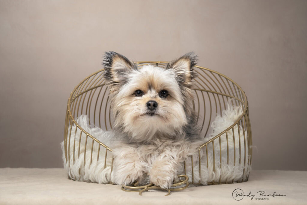 Boomer met chihuahua mix met lichte achtergrond