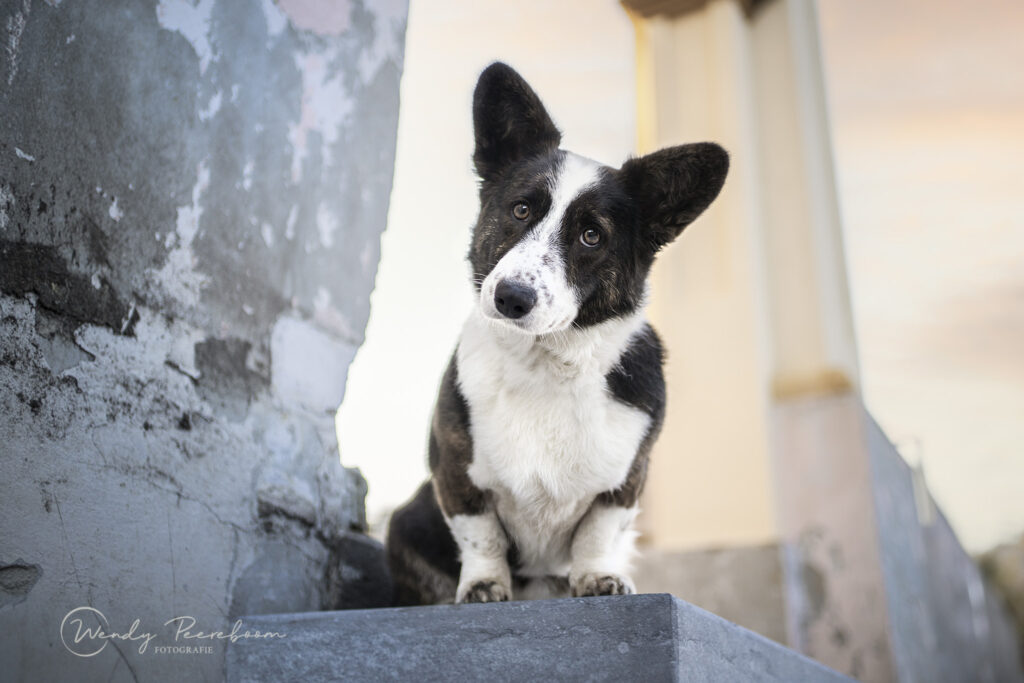 stadsfotografie honden in de winter. Hondenfotoshoot brabant en zeeland in urban locaties