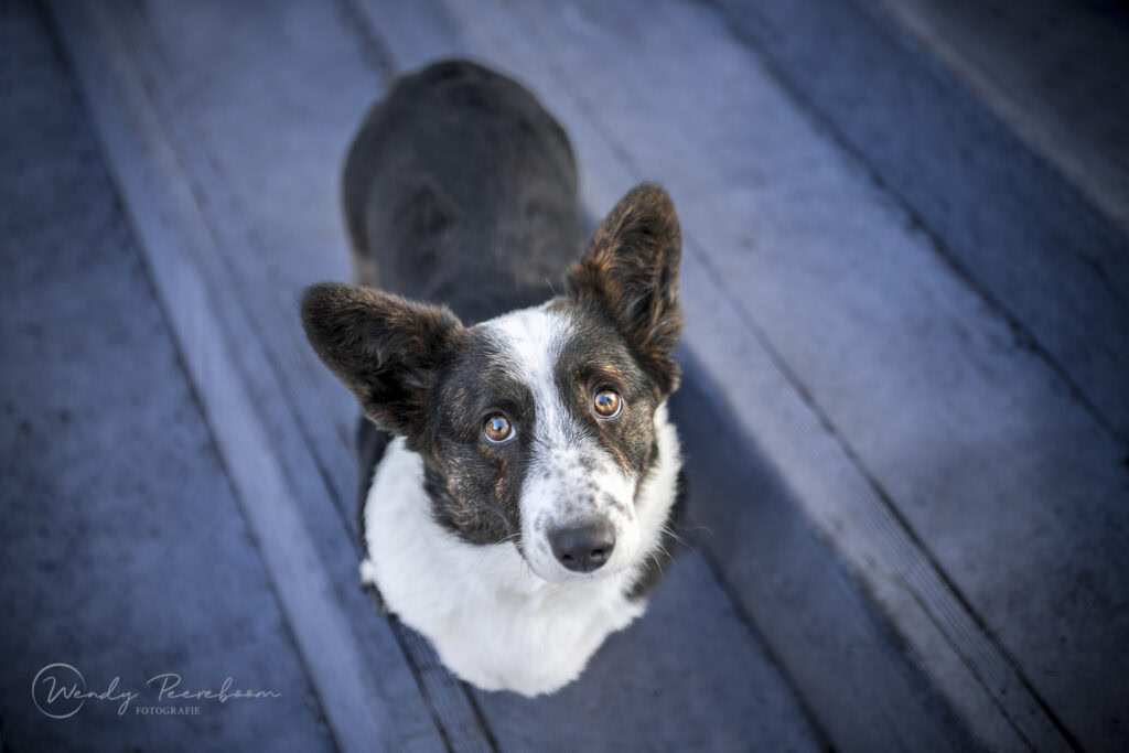 stadsfotografie honden in de winter. Hondenfotoshoot brabant en zeeland in urban locaties. Foto hond op trap