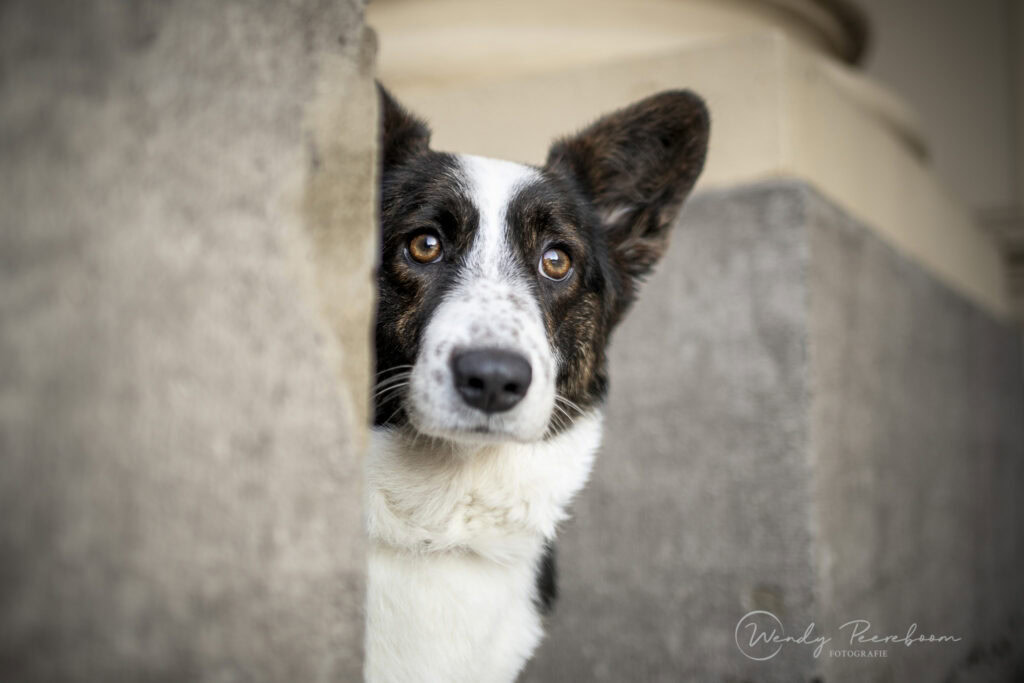 stadsfotografie honden in de winter. Hondenfotoshoot brabant en zeeland in urban locaties