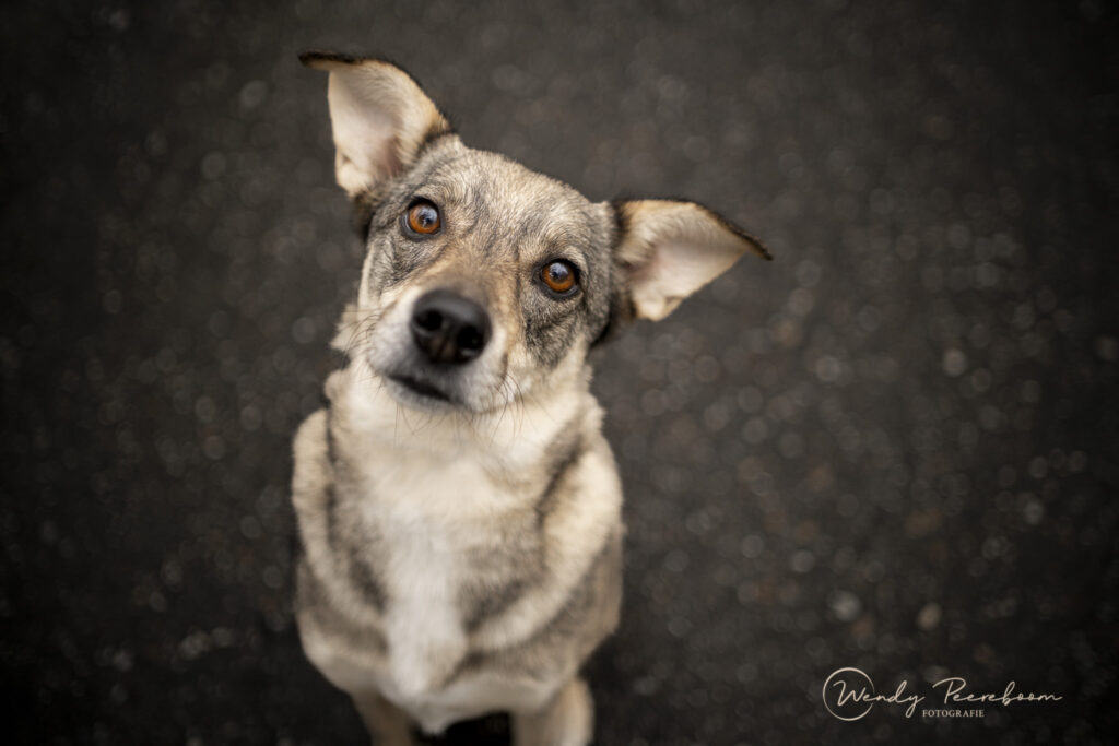 stadsfotografie honden in de winter. Hondenfotoshoot brabant en zeeland in urban locaties