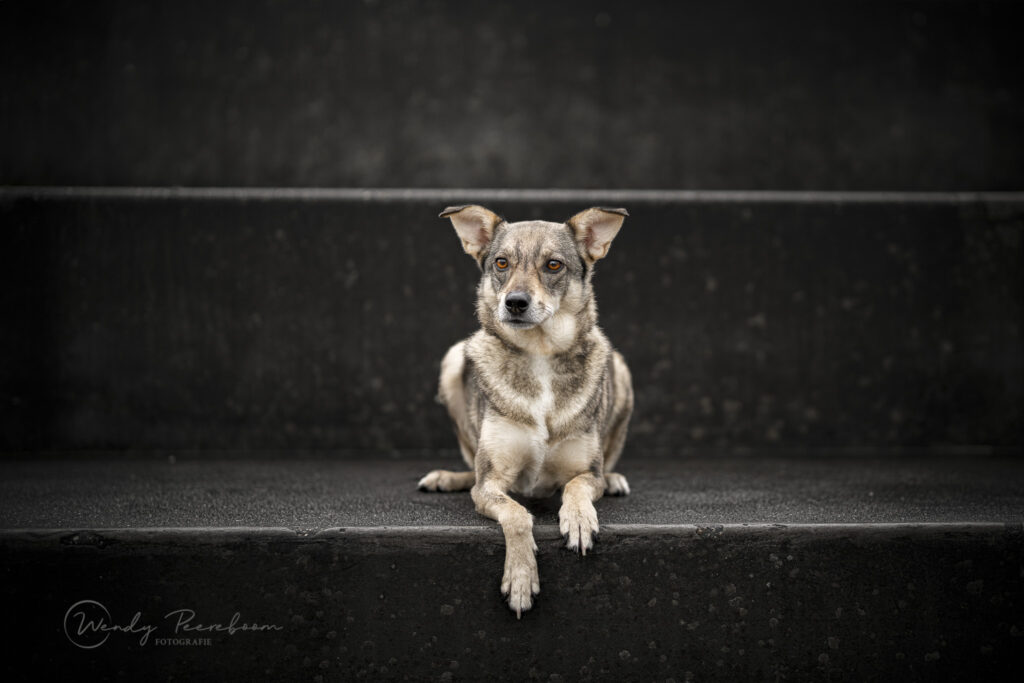 stadsfotografie honden in de winter. Hondenfotoshoot brabant en zeeland in urban locaties. Foto hond op trap