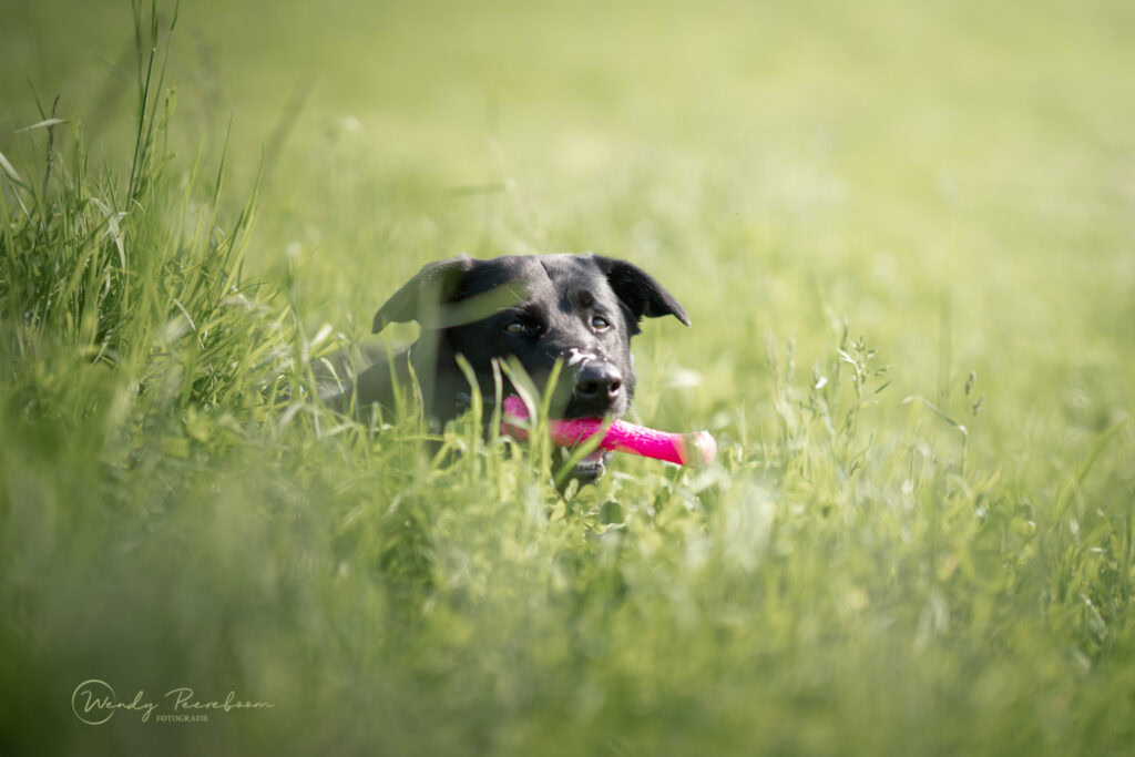 fotoshoot met speelgoed en hond