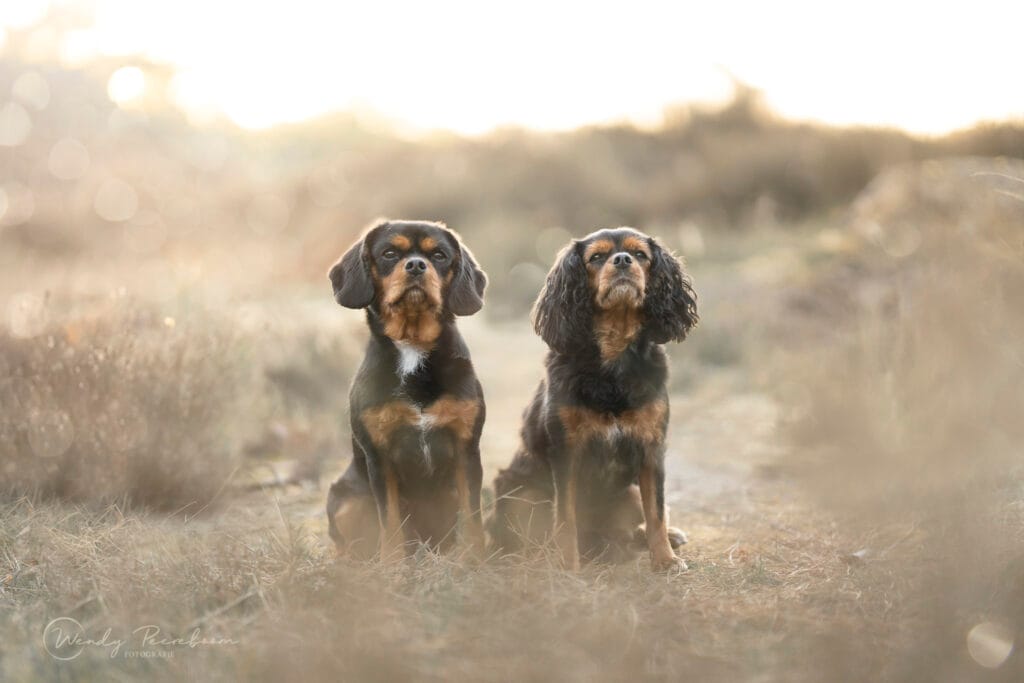 dromerige honden foto bij hondenfotoshoot in heide brabant en zeeland
