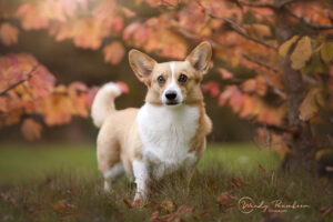 herfst fotoshoot met je hond of kat kruiningen in zeeland of in brabant