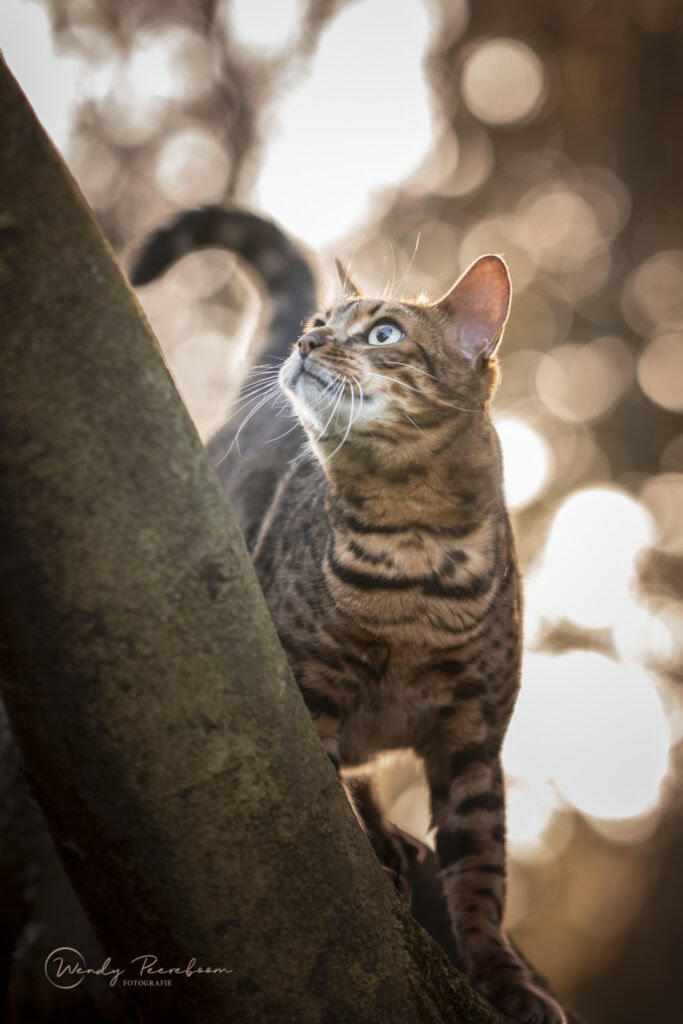 fotohoot in de herfst kat brabant en zeeland