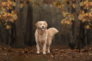 fotohoot in de herfst hond brabant en zeeland