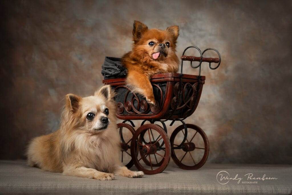 kleine hondjes studioportret met kinderwagen
