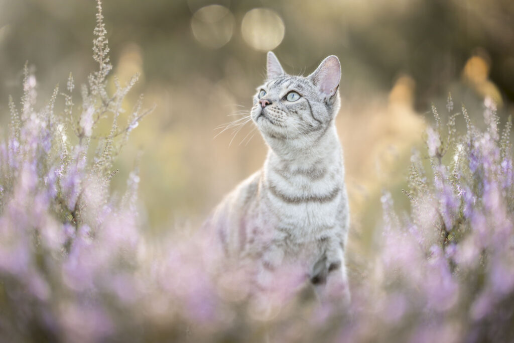 Kattenfotografie in Zeeland en Brabant in bos