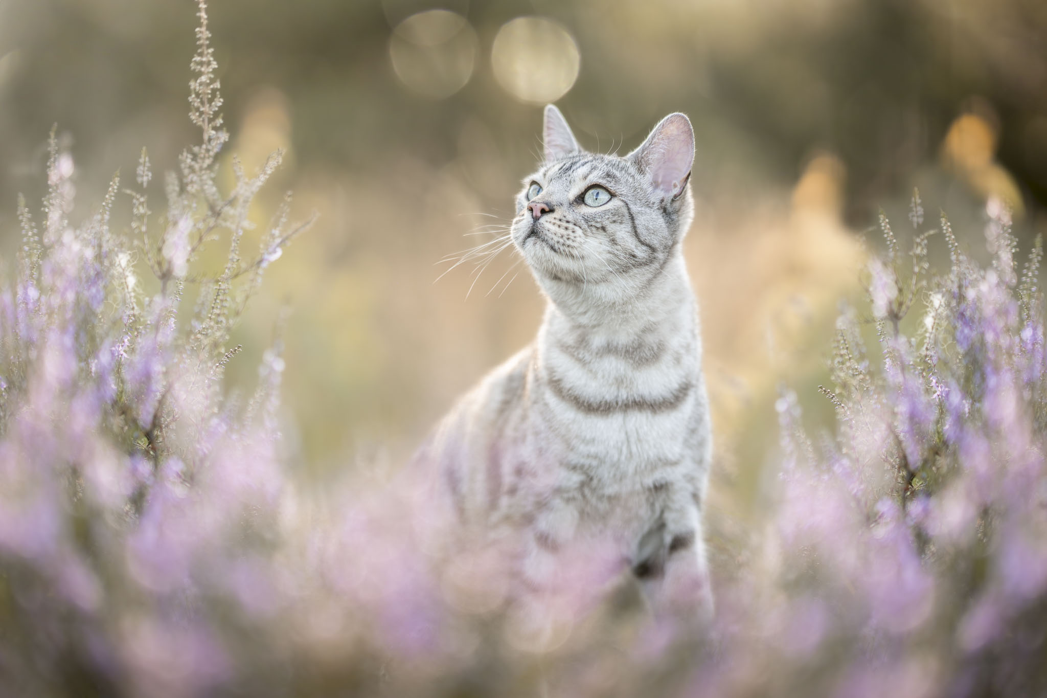 Kattenfotografie in Zeeland en Brabant in bos