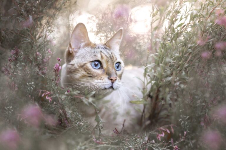 Kattenfotografie in Zeeland en Brabant in bos