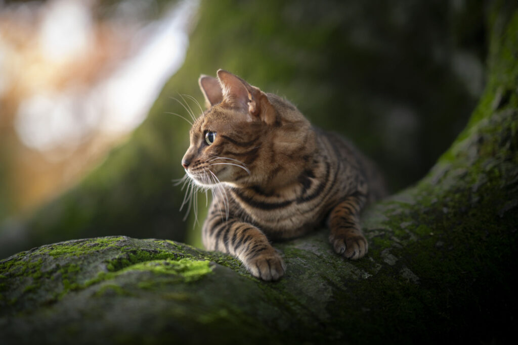 Kattenfotografie in Zeeland en Brabant in bos