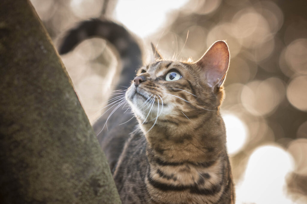 Kattenfotografie in Zeeland en Brabant in bos