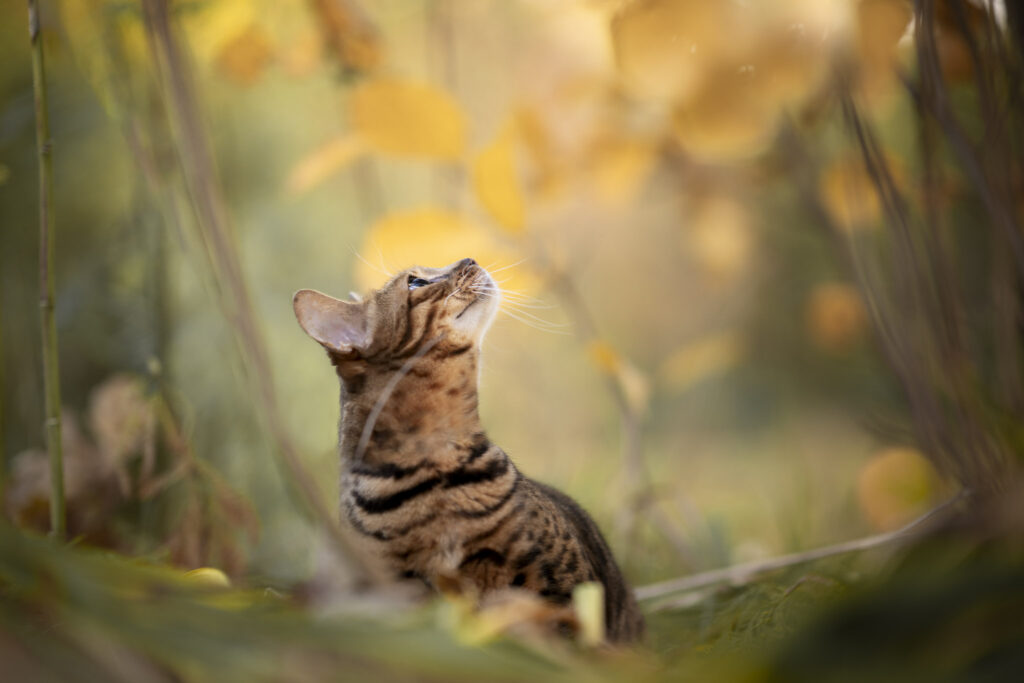 Kattenfotografie in Zeeland en Brabant in bos