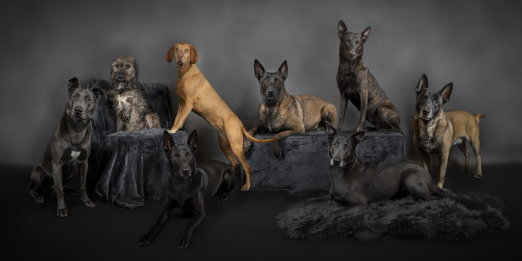 studio fotoshoot groepsportret hondenfotografie in Zeeland