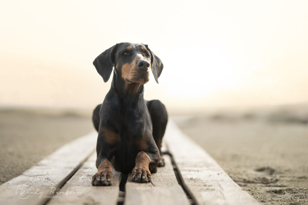 Zeeuwse dierenfotograaf met hart voor dieren