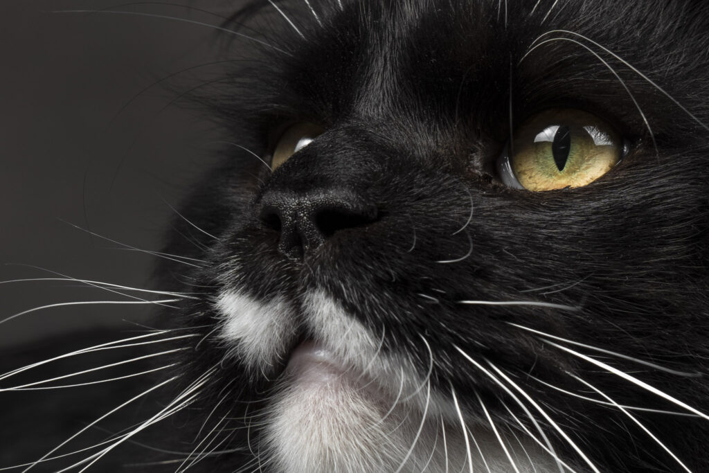 Maine Coon close up foto kattenfotoshoot Zeeland