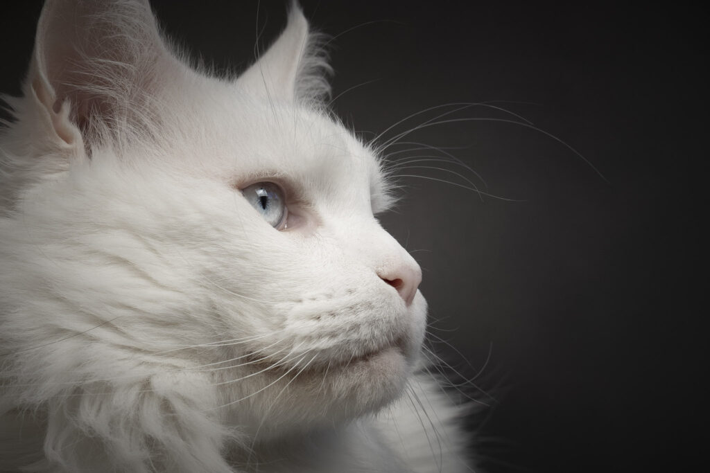 Maine Coon Kattenfotoshoot in de fotostudio op locatie in Zeeland