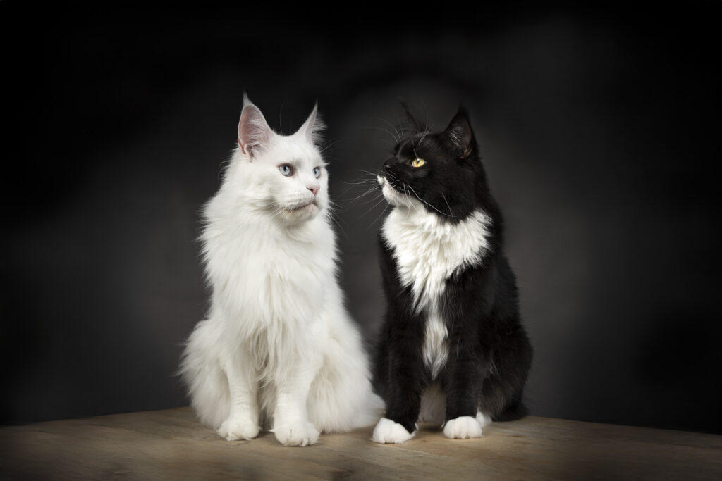 Maine Coon Kattenfotoshoot in de fotostudio bij jou thuis in Zeeland
