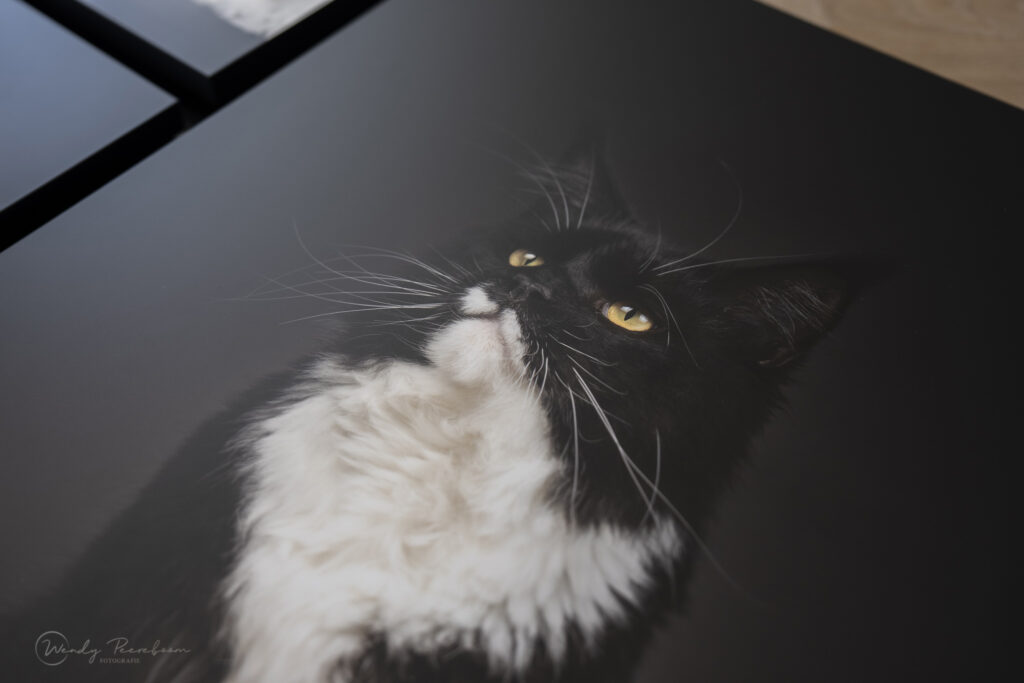 Maine Coon Kattenfotoshoot in de fotostudio bij jou thuis in Zeeland. Wall Collection