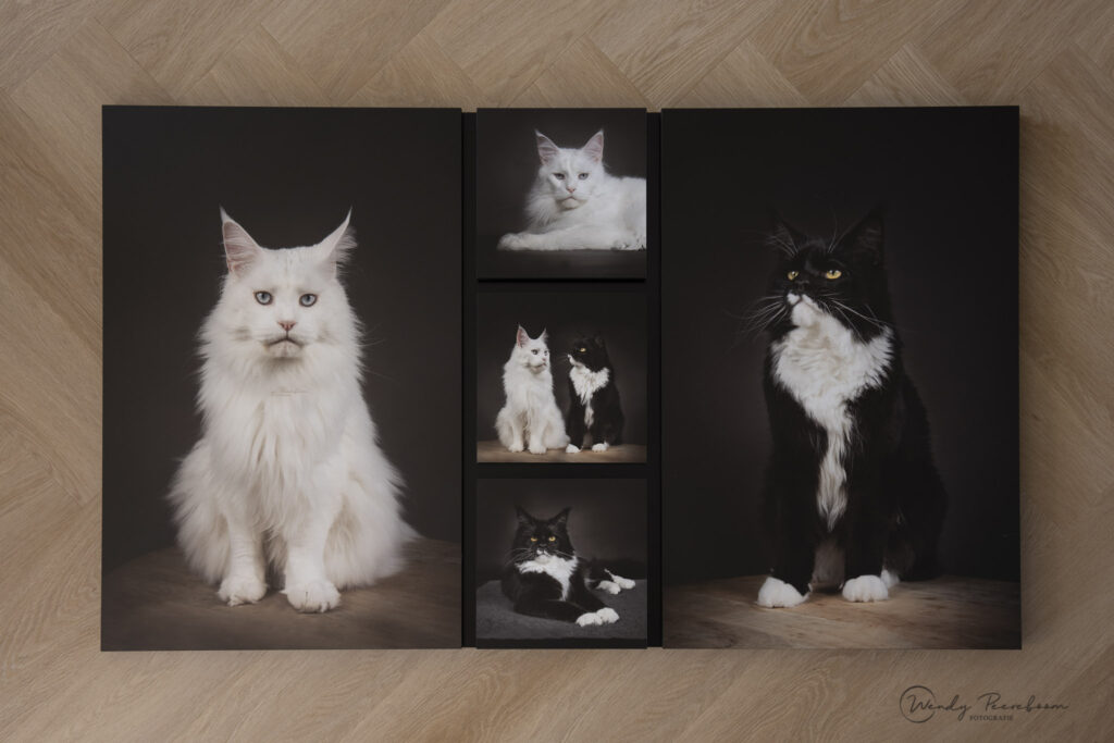 Maine Coon Kattenfotoshoot in de fotostudio bij jou thuis in Zeeland. Wall Collection