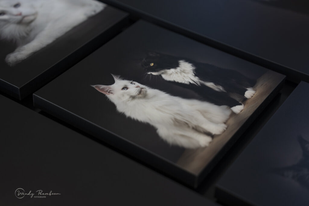 Maine Coon Kattenfotoshoot in de fotostudio bij jou thuis in Zeeland. Wall Collection