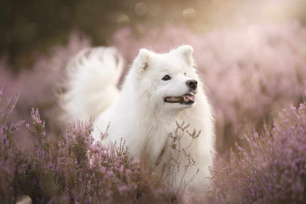 Samoyeed tussen de heide met zonsondergang in brabant